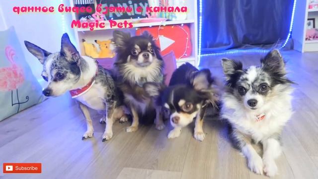 ПОДДЕРЖКА КАНАЛА МЕДЖИК ПЕТС!!!ИНФИНИТИ ПОМОГИ