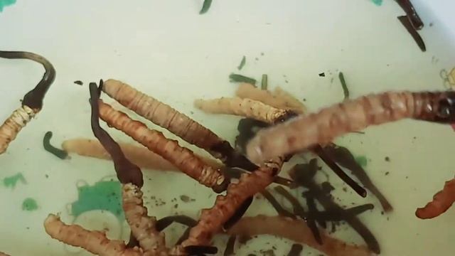 How to cook winter worm grass soup | Chinese Soup | Winter worm grass soup | Herbal Soup смотреть онлайн