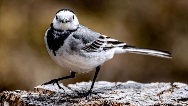 Corncrake Sound | Free Sound Effects смотреть онлайн
