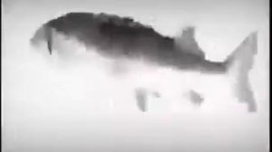 Рыба танцует