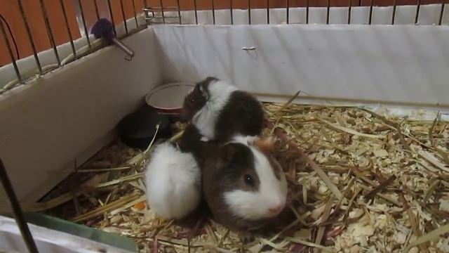 Морские свинки Папа и поросята Guinea pigs Dad and piglets взаимная подписка смотреть онлайн