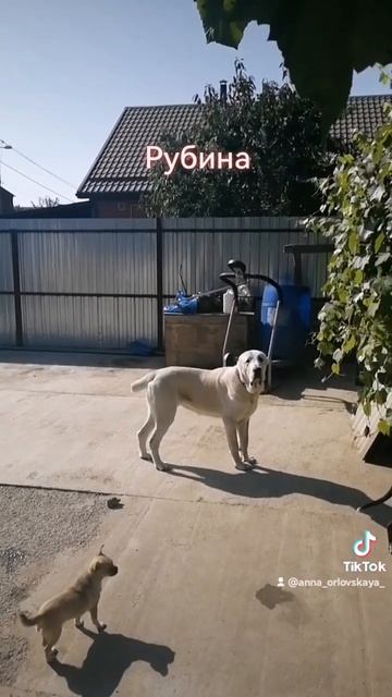 Рубина встала на охрану