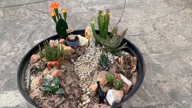 Cute Idea for Succulent Fairy Garden # 18 ;Arizona Desert Walking смотреть онлайн