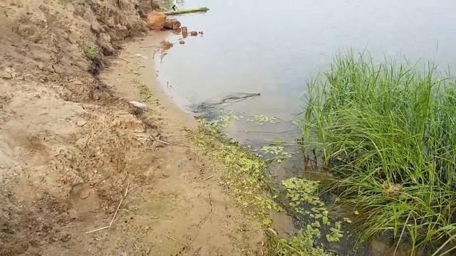 Змея поймала рыбу 20230728 080306 смотреть онлайн