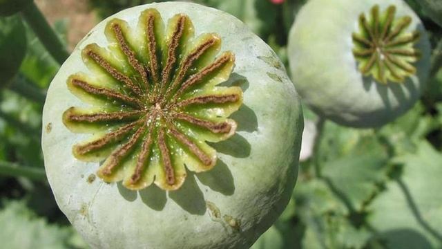 МАКИ ОШИБКИ ПРИ СЕЯНИИ № 99 смотреть онлайн