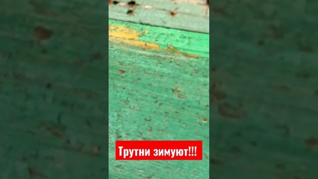 Мужики тоже зимуют!!! 24 января 2023г. смотреть онлайн