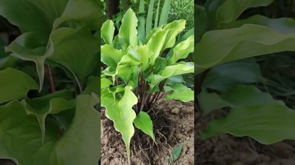 Хоста "Number Nine".