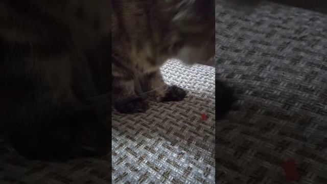 Кошка ест перец смотреть онлайн