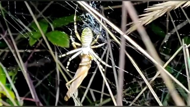 Araña come saltamontes (Araña avispa, "Argiope bruennichi") смотреть онлайн