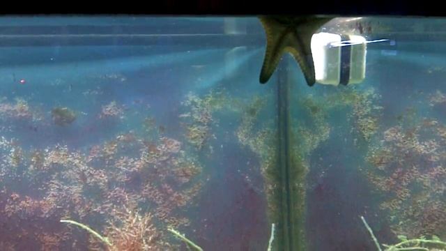 125 Gallon agressive saltwater tank 's new inhabitant смотреть онлайн