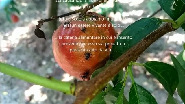 La Cimice Asiatica, Danni, Controllo E Lotta Biologica