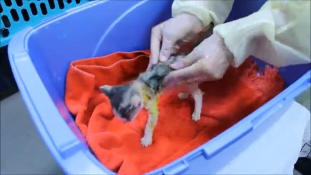 Sulfur Lime Dip for Kittens смотреть онлайн