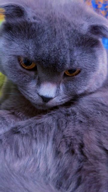 🔴КОТ СМОКИ🔴 смотреть онлайн