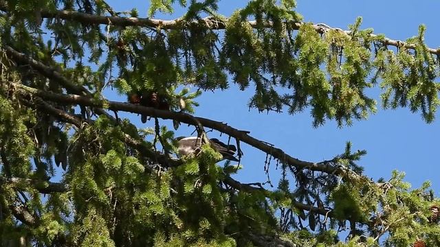 №2349 25 06 2022 Голос вороны смотреть онлайн