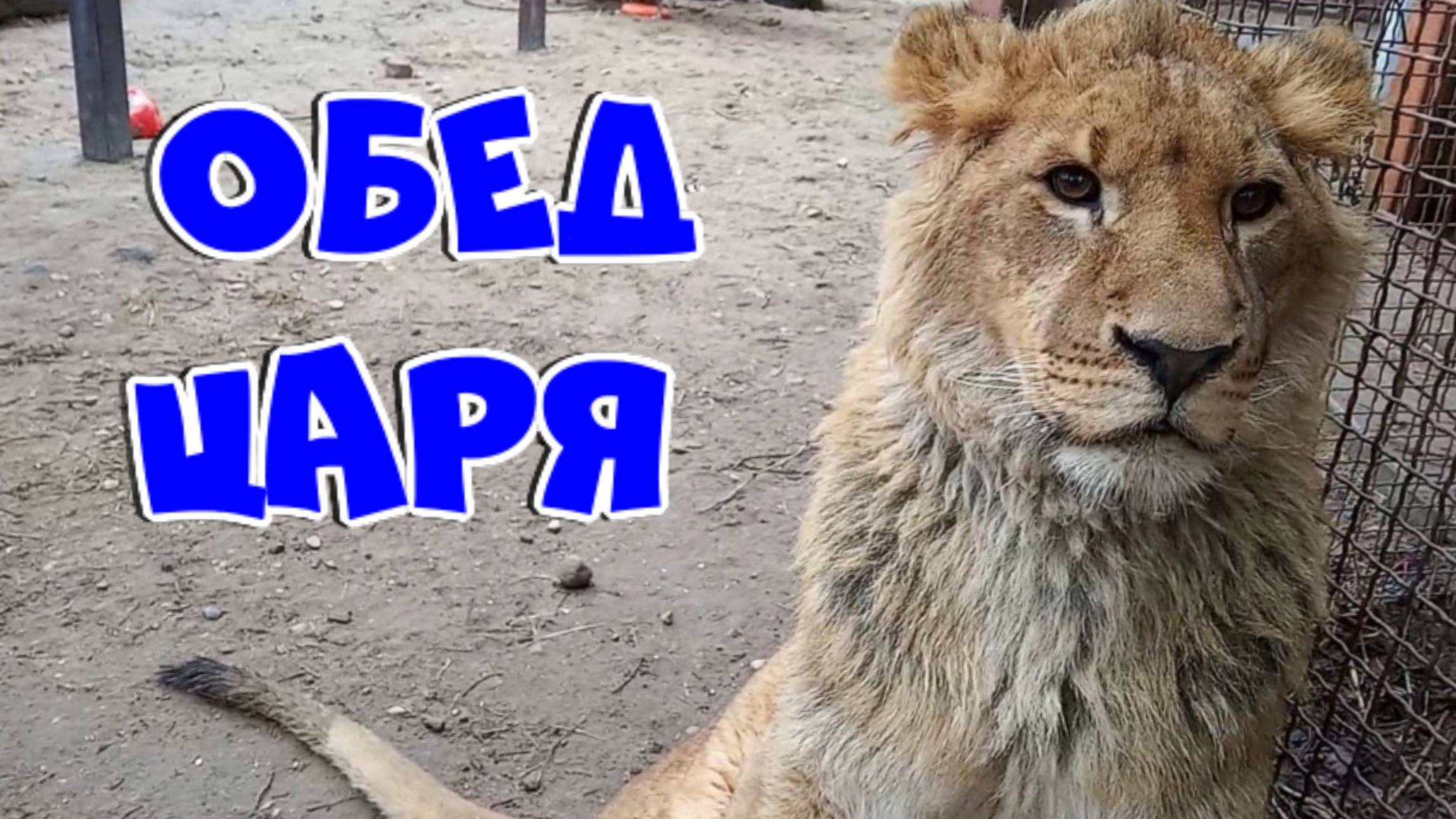 Царь ШЕРХАН, там ваш обед! / Сколько нужно времени, чтобы уговорить Шерхана пообедать? (5 выпуск) смотреть онлайн