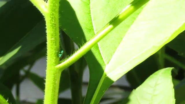 Cuckoo wasp maybe?, 8/23/19. смотреть онлайн