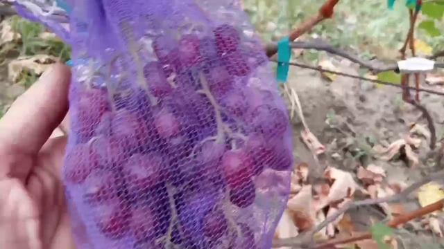 Сеянцы новинки, Дынька 21 августа 2023. Виноградник Щереденкова В. А. смотреть онлайн