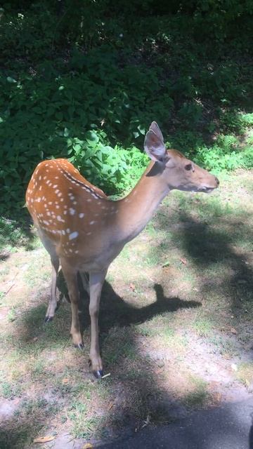 Косуля вышла к людям в Межигорье #shorts