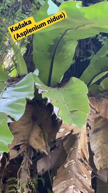 Decorative plants - Kadaka (Asplenium nidus) | #shorts #aviary #irfanhakim #kadaka #Aspleniumnidus смотреть онлайн