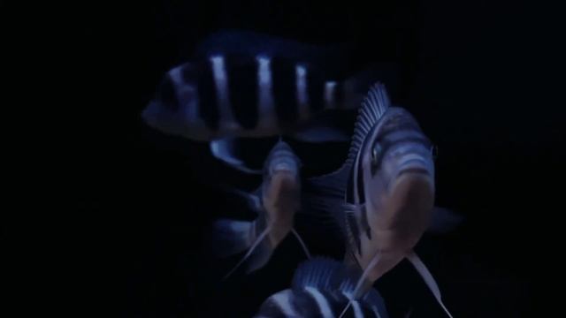 Cyphotilapia gibberosa blue zaire Moba / 4-5 cm (F1) смотреть онлайн