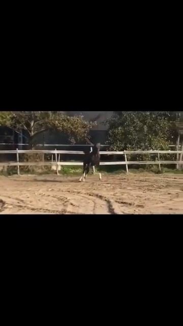 кобыла KWPN 2018 года смотреть онлайн