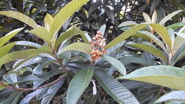 Easy Grafting For Easy Fruit смотреть онлайн