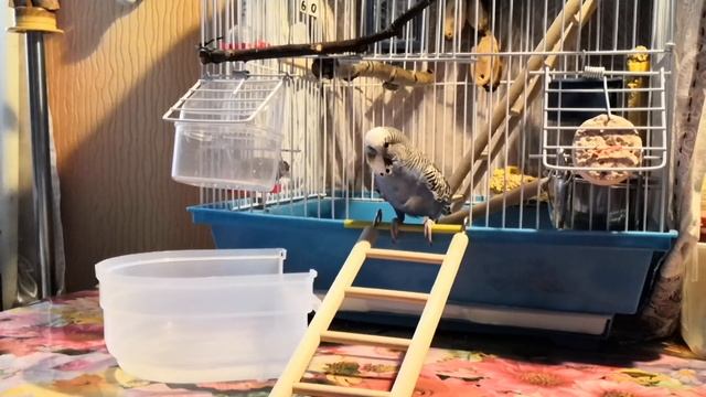 СОЗЕРЦАНИЕ КУПАЛКИ)) смотреть онлайн