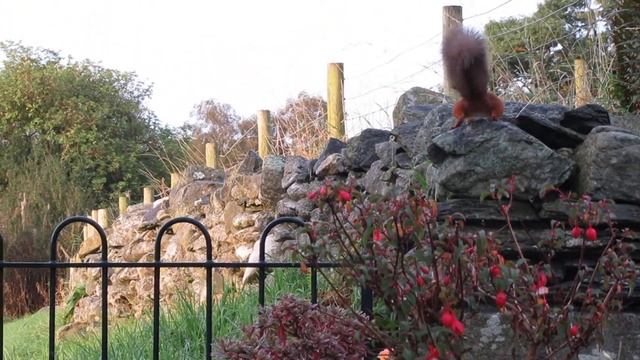 Red Squirrel and Pheasant standoff in Threlkeld смотреть онлайн