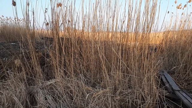 лебеди прилетели смотреть онлайн