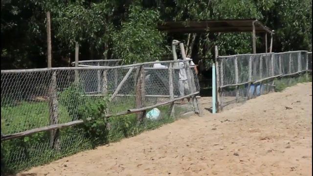 Ostrich Fail - Catching An Ostrich in Mui Ne - Tries to Jump Over Fence смотреть онлайн