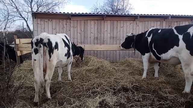 Один день из жизни коров и быков. #animal #животные #cow #cowvideos #коровы #bull #бык