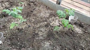 томаты🍅 после заморозков,супер подкормка  работает 👍