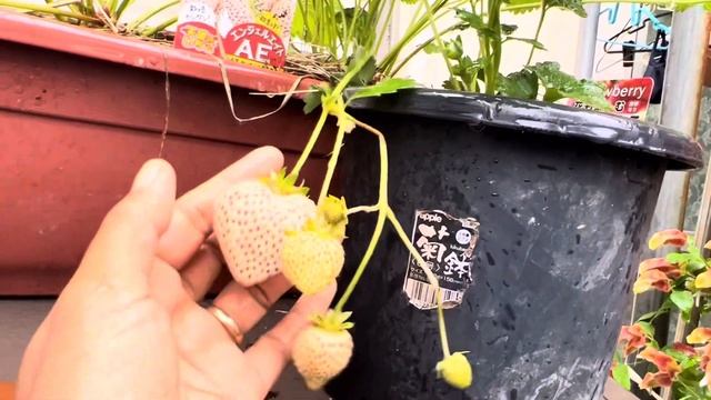 PETIK STRAWBERRY PUTIH PERTAMA KALI ||PANEN STRAWBERRY 🍓 смотреть онлайн