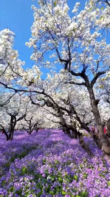 Spring Blossoms #amazing #beautiful #flower #nature #photography #fyp #sky #shorts #china #asia смотреть онлайн