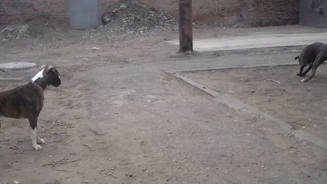 ЛОТОС ФИЛДС ТАЙРА смотреть онлайн