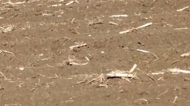 15,05,2021 подсолнух Суоми НХ81220. смотреть онлайн