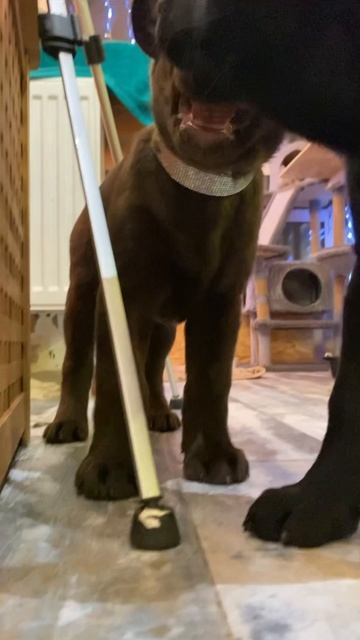 #щенкилабрадор #щенки #лабрадор