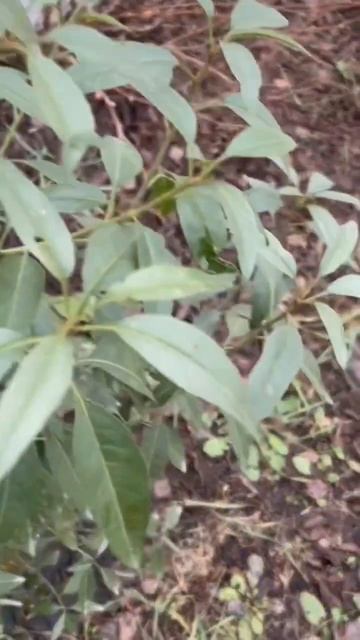 Миндаль бумажноскорлупный первый год, выращенный из семян!