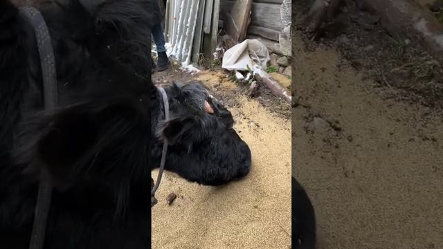 Корова Стрелка кормящая мама — смиренная и терпеливая. #animal #животные #cow #cowvideos #коровы