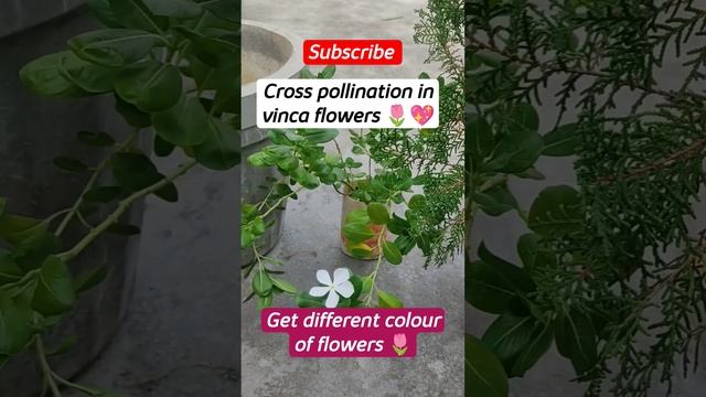 Cross pollination karke banaye bhut saare colours ke flowers 🌼#viralvideo смотреть онлайн