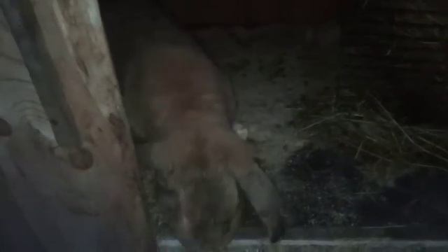 Случка кроликов и помощь , если крольчиха не в охоте. смотреть онлайн