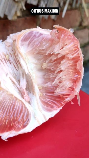 Citrus Maxima #citrusmaxima #pomelofruit #pomelo #grapefruits #grapefruitjuice #grapefruit #fruit смотреть онлайн