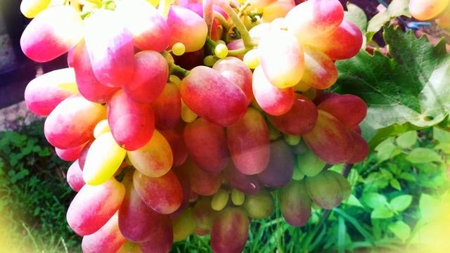 Серпень-це історія літа,яке минає.... смотреть онлайн