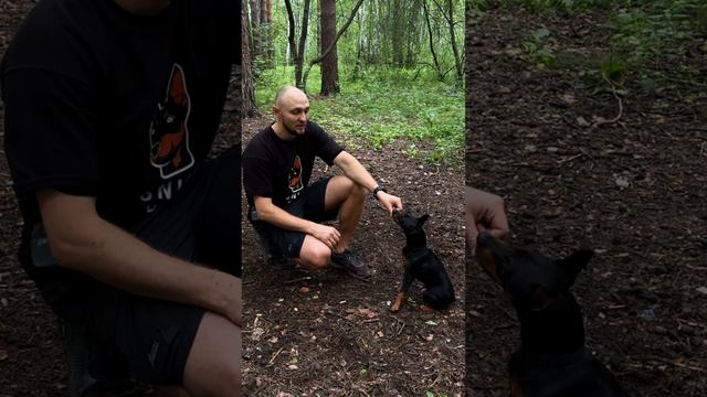 команда - Дай лапу смотреть онлайн