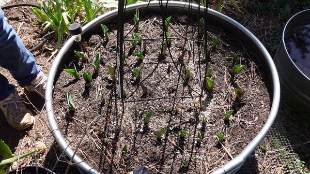 My Sweet Pea Planting смотреть онлайн