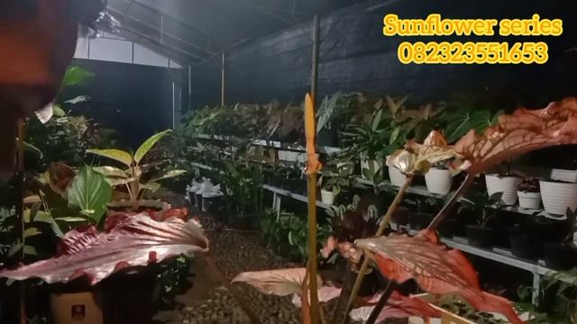 CARA MENYILANG KELADI HYBRID || 5 MENIT SELESAI 😱 || 99% SUCCESS #keladi #keladiterbaru