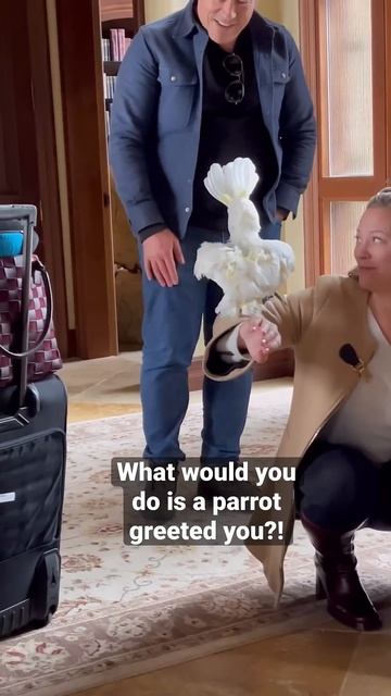 My parrot loves company! #cockatoo #parrot #cute #animals #youtubeshorts #funny смотреть онлайн