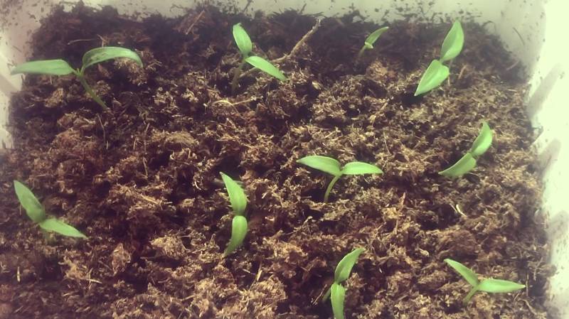 Как ускорить всхожесть семян перцев. Краткий обзор семян и рассады перца.