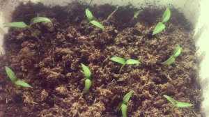 Как ускорить всхожесть семян перцев. Краткий обзор семян и рассады перца.