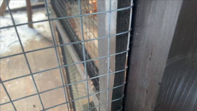 Зима пришла))А как там белки. смотреть онлайн